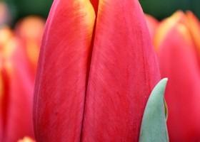 Tulipa Choice (4)