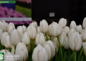 Tulipa Clearwater (3)