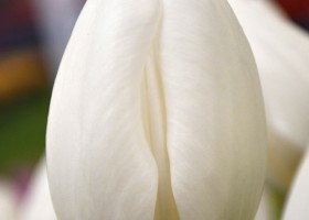 Tulipa Clearwater (4)