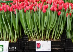 Tulipa Coalition (1)