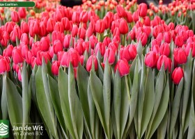 Tulipa Coalition (2)
