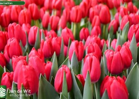 Tulipa Coalition (3)