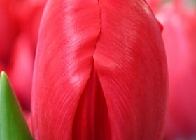Tulipa Coalition (4)