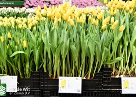 Tulipa Conqueror (1)
