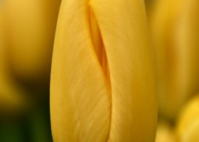 Tulipa Conqueror (4)