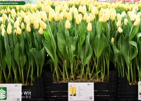 Tulipa Creme Fraiche (1)