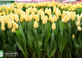 Tulipa Creme Fraiche (2)