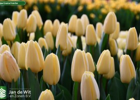 Tulipa Creme Fraiche (3)