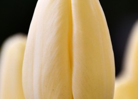 Tulipa Creme Fraiche (4)
