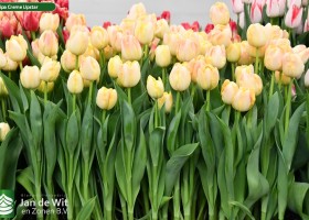 Tulipa Creme Upstar (2)