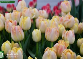 Tulipa Creme Upstar (3)