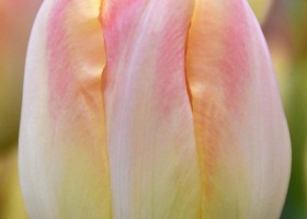 Tulipa Creme Upstar (4)