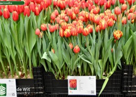 Tulipa Crossfire (1)