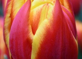 Tulipa Crossfire (4)