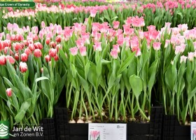 Tulipa Crown of Dynasty (1)