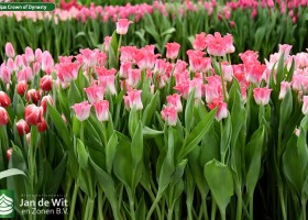 Tulipa Crown of Dynasty (2)