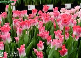 Tulipa Crown of Dynasty (3)