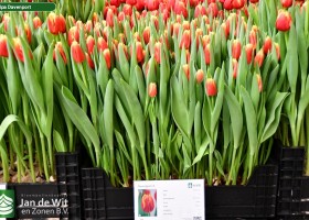 Tulipa Davenport (1)