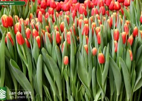 Tulipa Davenport (2)