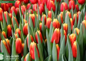 Tulipa Davenport (3)