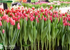 Tulipa Debutante (2)