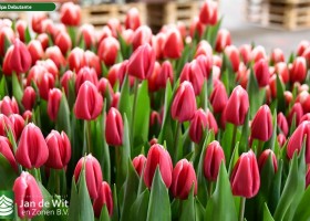 Tulipa Debutante (3)