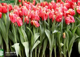 Tulipa Dee Jay Parrot (2)