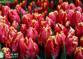 Tulipa Dee Jay Parrot (3)