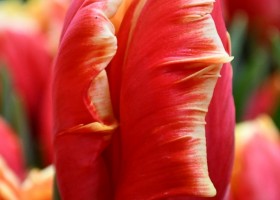 Tulipa Dee Jay Parrot (4)