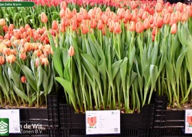 Tulipa Delta Storm (1)