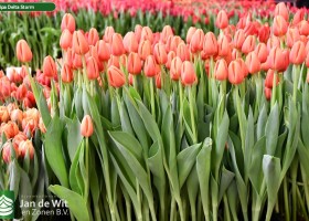 Tulipa Delta Storm (2)