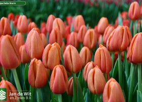 Tulipa Delta Storm (3)