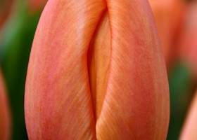 Tulipa Delta Storm (4)