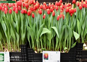 Tulipa Denmark (1)