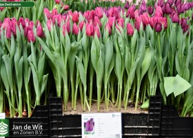 Tulipa Destination (1)