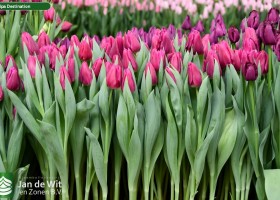 Tulipa Destination (2)