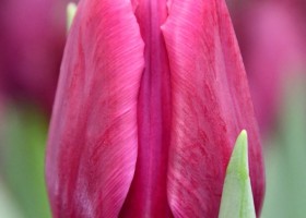 Tulipa Destination (4)