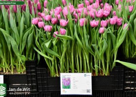 Tulipa Double Price (1)