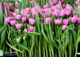 Tulipa Double Price (2)