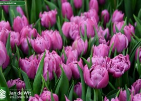 Tulipa Double Price (3)