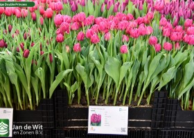 Tulipa Double Princess (1)
