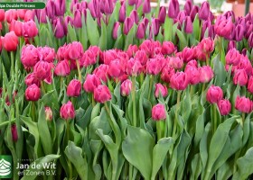 Tulipa Double Princess (2)
