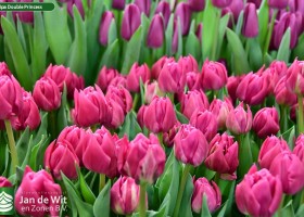 Tulipa Double Princess (3)