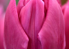 Tulipa Double Princess (4)