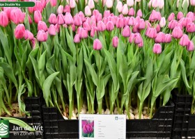 Tulipa Double You (1)
