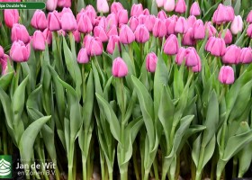Tulipa Double You (2)