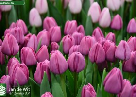 Tulipa Double You (3)
