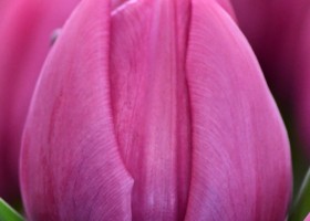 Tulipa Double You (4)