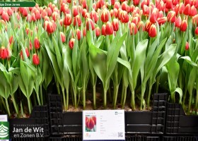 Tulipa Dow Jones (1)