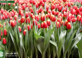Tulipa Dow Jones (2)